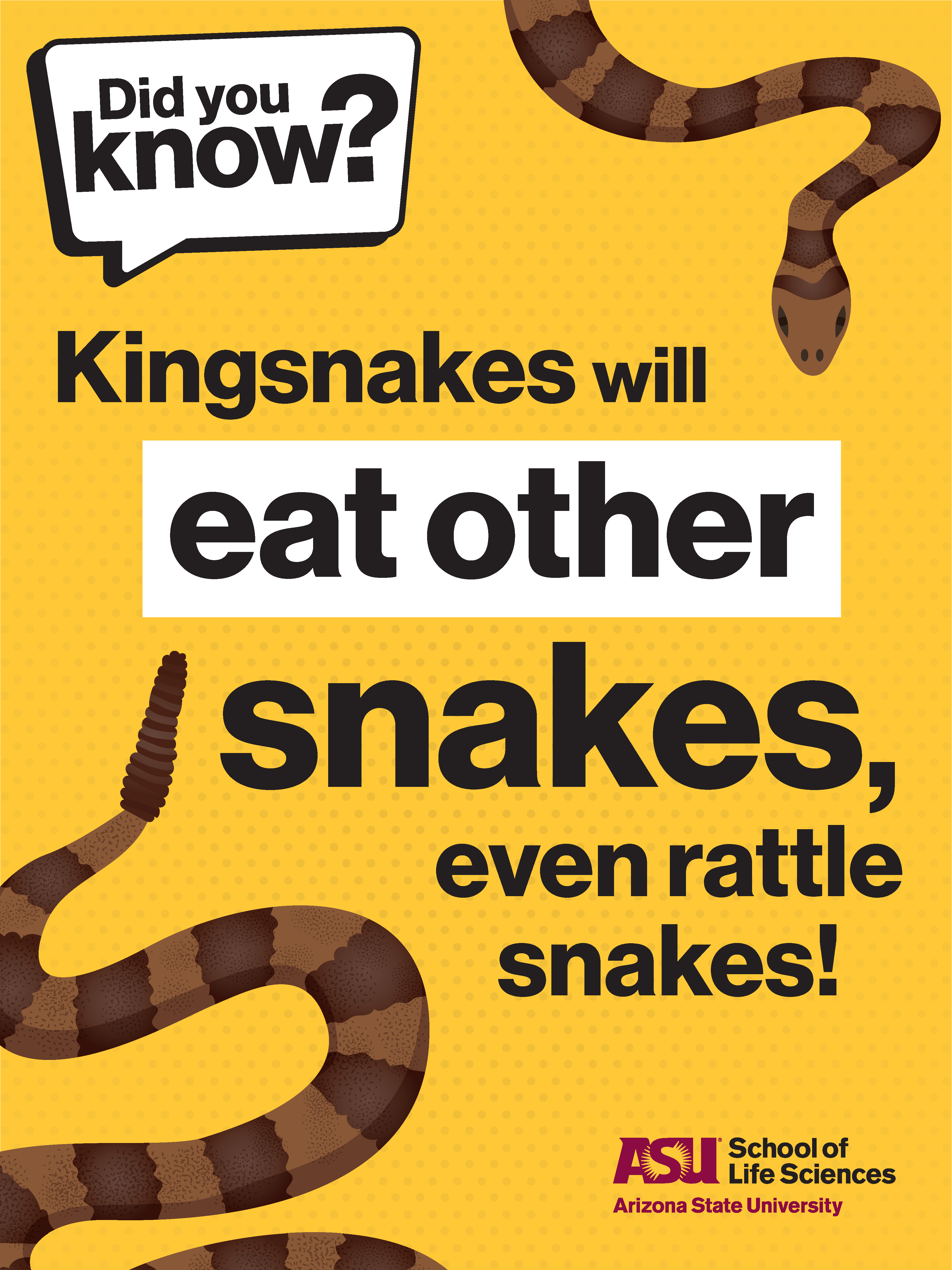 SOLS Fun Facts Snakes